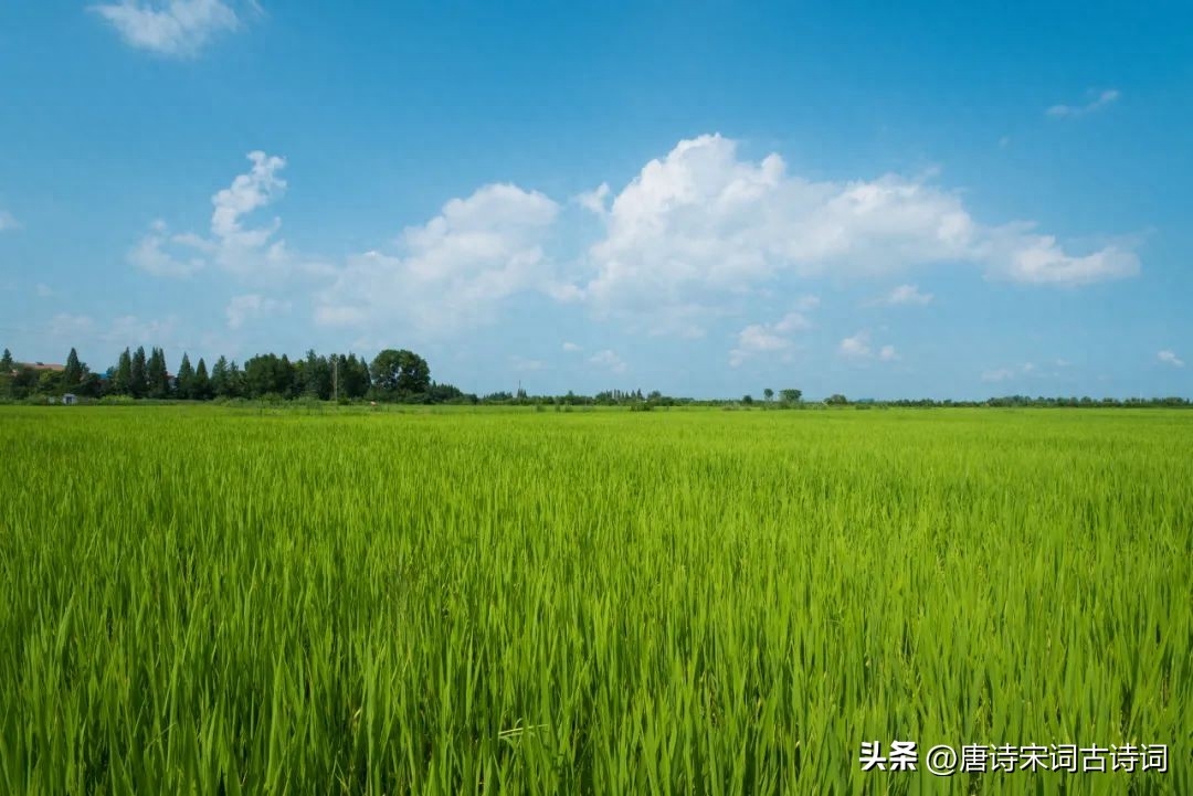 古代描写夏天的句子，哪一句惊艳了你